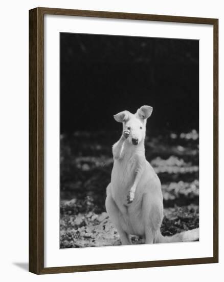 Part of a Herd of 40 Albino Kangaroos-Larry Burrows-Framed Photographic Print