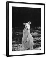 Part of a Herd of 40 Albino Kangaroos-Larry Burrows-Framed Photographic Print