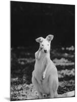 Part of a Herd of 40 Albino Kangaroos-Larry Burrows-Mounted Photographic Print