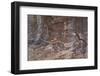 Part of the Kohta Circus Petroglyph Panel Showing an Elk or Deer, Gold Butte, Nevada, Usa-James Hager-Framed Photographic Print