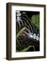 Parthenos Sylvia (Clipper Butterfly) - Wings Detail-Paul Starosta-Framed Photographic Print