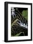 Parthenos Sylvia (Clipper Butterfly) - Wings Detail-Paul Starosta-Framed Photographic Print