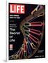 Partial DNA Helix Model, Advances in Gene Research, October 4, 1963-Fritz Goro-Framed Photographic Print