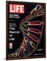 Partial DNA Helix Model, Advances in Gene Research, October 4, 1963-Fritz Goro-Framed Photographic Print