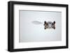 Partial Hippo Face Showing above Smooth Water; Hippopotamus Amphibius; South Africa-Johan Swanepoel-Framed Photographic Print