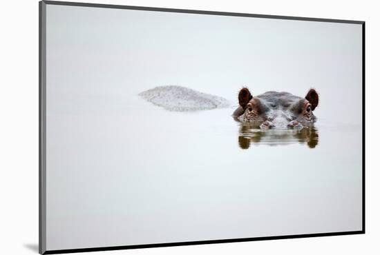 Partial Hippo Face Showing above Smooth Water; Hippopotamus Amphibius; South Africa-Johan Swanepoel-Mounted Photographic Print