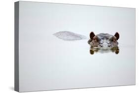 Partial Hippo Face Showing above Smooth Water; Hippopotamus Amphibius; South Africa-Johan Swanepoel-Stretched Canvas