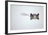 Partial Hippo Face Showing above Smooth Water; Hippopotamus Amphibius; South Africa-Johan Swanepoel-Framed Photographic Print