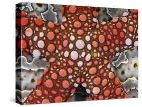 Partial View of Colorful Sea Star Over a Sea Cucumber, Raja Ampat, Indonesia-Jones-Shimlock-Stretched Canvas