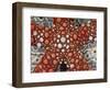 Partial View of Colorful Sea Star Over a Sea Cucumber, Raja Ampat, Indonesia-Jones-Shimlock-Framed Photographic Print