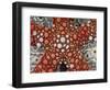 Partial View of Colorful Sea Star Over a Sea Cucumber, Raja Ampat, Indonesia-Jones-Shimlock-Framed Photographic Print