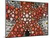 Partial View of Colorful Sea Star Over a Sea Cucumber, Raja Ampat, Indonesia-Jones-Shimlock-Mounted Photographic Print