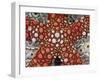 Partial View of Colorful Sea Star Over a Sea Cucumber, Raja Ampat, Indonesia-Jones-Shimlock-Framed Photographic Print