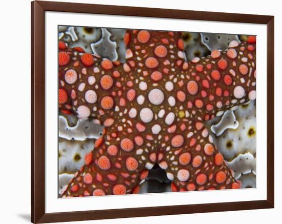 Partial View of Colorful Sea Star Over a Sea Cucumber, Raja Ampat, Indonesia-Jones-Shimlock-Framed Photographic Print