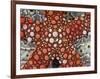 Partial View of Colorful Sea Star Over a Sea Cucumber, Raja Ampat, Indonesia-Jones-Shimlock-Framed Photographic Print