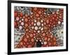Partial View of Colorful Sea Star Over a Sea Cucumber, Raja Ampat, Indonesia-Jones-Shimlock-Framed Photographic Print
