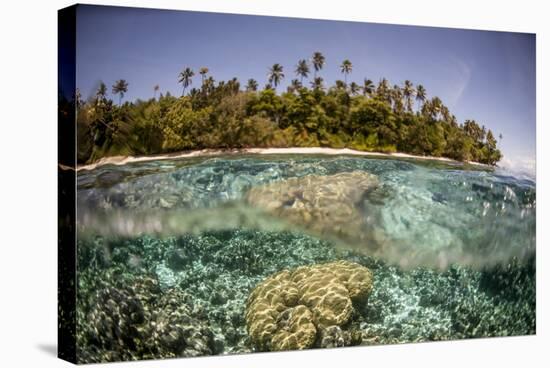 Partially Submerged View of Shoreline with Palm Trees, Solomon Islands, Pacific-James-Stretched Canvas