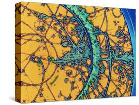 Particle Tracks-Patrice Loiez-Stretched Canvas