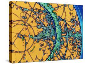 Particle Tracks-Patrice Loiez-Stretched Canvas