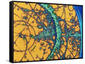 Particle Tracks-Patrice Loiez-Framed Stretched Canvas