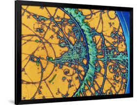 Particle Tracks-Patrice Loiez-Framed Photographic Print