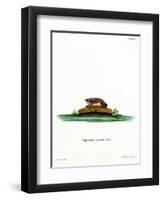 Particoloured Bat-null-Framed Premium Giclee Print