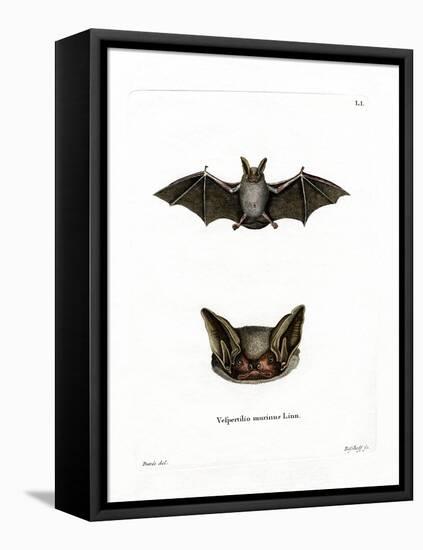 Particoloured Bat-null-Framed Stretched Canvas