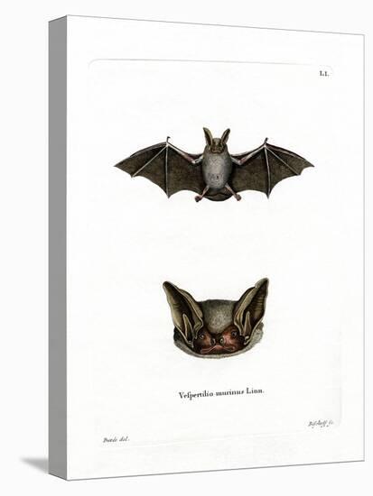 Particoloured Bat-null-Stretched Canvas