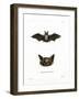 Particoloured Bat-null-Framed Giclee Print