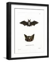 Particoloured Bat-null-Framed Giclee Print