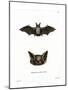 Particoloured Bat-null-Mounted Giclee Print