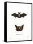 Particoloured Bat-null-Framed Stretched Canvas