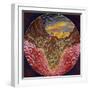 Parting of the Red Sea-Bill Bell-Framed Giclee Print