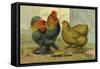 Partridge Cochins-null-Framed Stretched Canvas