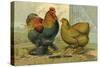 Partridge Cochins-null-Stretched Canvas