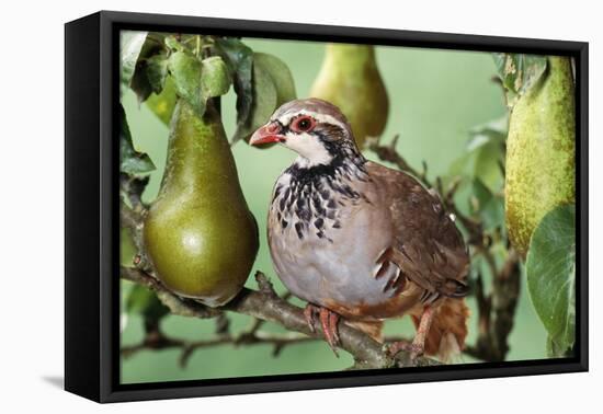 Partridge in a Pear Tree-null-Framed Stretched Canvas