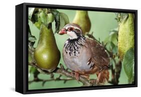 Partridge in a Pear Tree-null-Framed Stretched Canvas