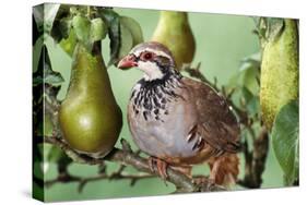 Partridge in a Pear Tree-null-Stretched Canvas