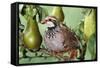 Partridge in a Pear Tree-null-Framed Stretched Canvas