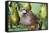 Partridge in a Pear Tree-null-Framed Stretched Canvas