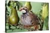 Partridge in a Pear Tree-null-Stretched Canvas