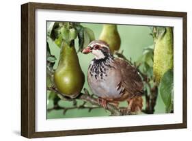 Partridge in a Pear Tree-null-Framed Photographic Print