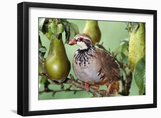 Partridge in a Pear Tree-null-Framed Photographic Print