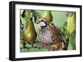 Partridge in a Pear Tree-null-Framed Photographic Print