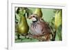 Partridge in a Pear Tree-null-Framed Photographic Print