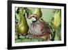 Partridge in a Pear Tree-null-Framed Photographic Print