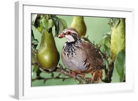 Partridge in a Pear Tree-null-Framed Photographic Print