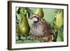 Partridge in a Pear Tree-null-Framed Photographic Print