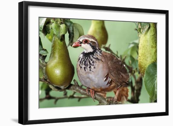 Partridge in a Pear Tree-null-Framed Photographic Print