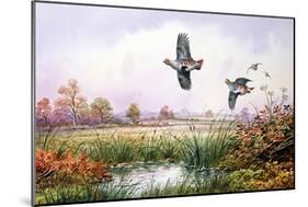 Partridge in Flight-Carl Donner-Mounted Giclee Print